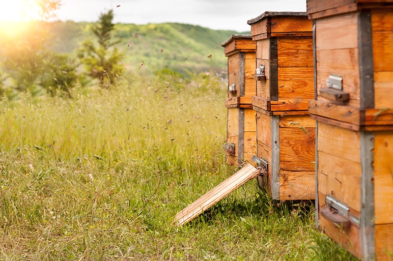 ruche abeilles en bois