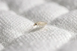 Gros plan macro d'un petit insecte transparent sur un matelas blanc, permettant d'identifier ses caractéristiques physiques